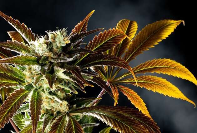 Cannabissamen Amnesi-K Haze feminisiert von Kannabia für Indoor und Outdoor